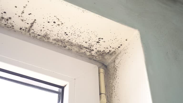 Mold Removal